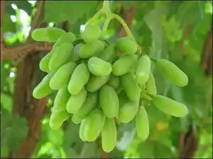 新疆马奶子葡萄