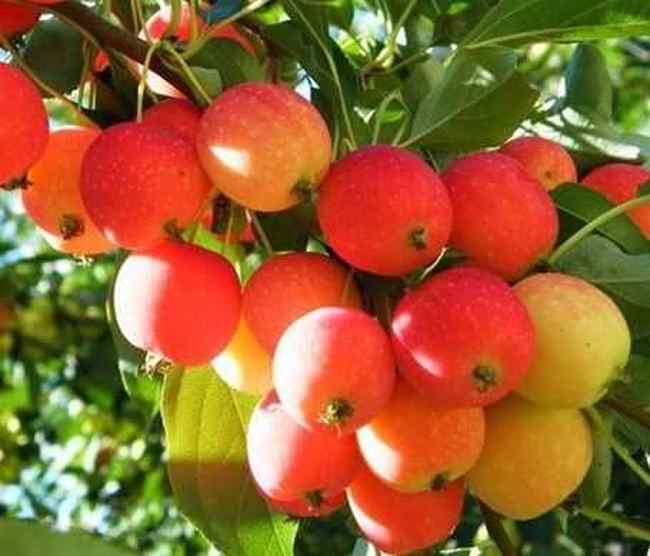 新疆海棠果