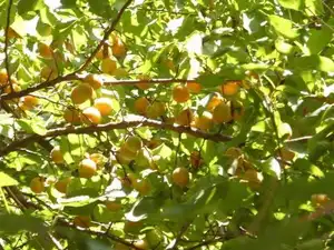新疆伊犁苹果