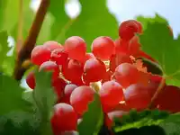 新疆和田红葡萄