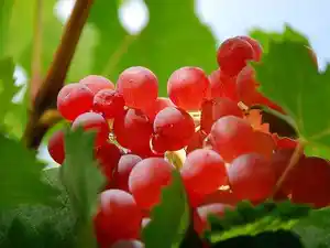 新疆和田红葡萄