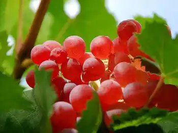 新疆和田红葡萄