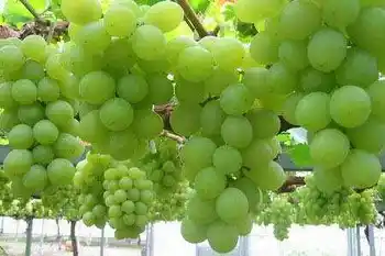 新疆葡萄