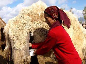 新疆骆驼奶,图八