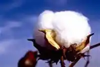 新疆长绒棉