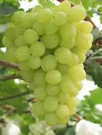 新疆吐鲁番无核葡萄