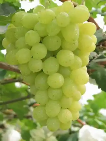 新疆吐鲁番无核葡萄