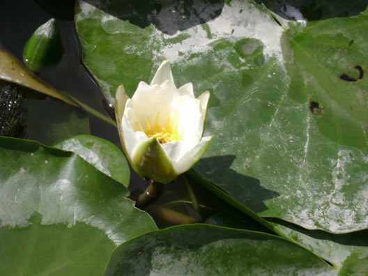 新疆莲花