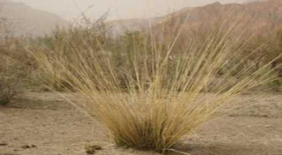 新疆的芨芨草