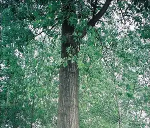 新疆杨树