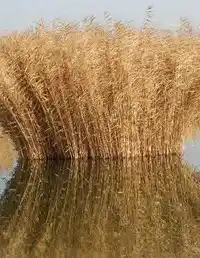 新疆芦苇