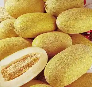 新疆哈密瓜