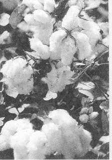 新疆棉花