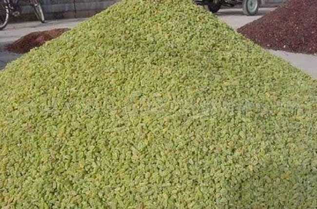 新疆吐鲁番葡萄干