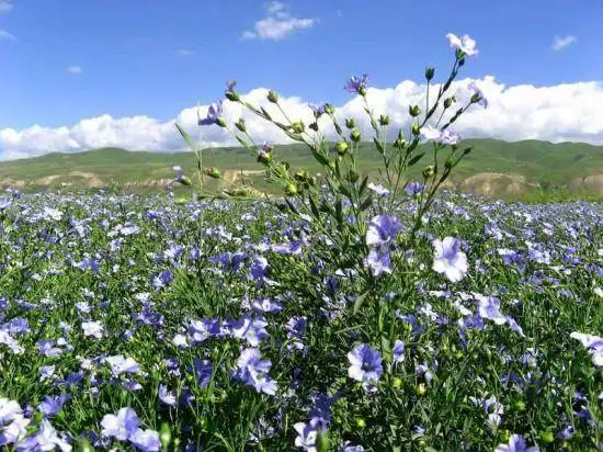 新疆亚麻