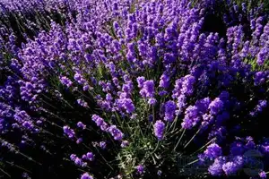 新疆伊犁薰衣草