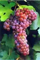 喀什地区旅游概况,图四