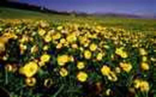 博尔塔拉蒙古自治州旅游概况,图二